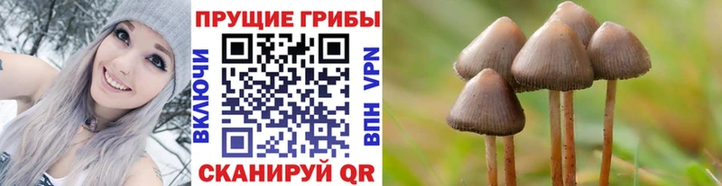 ссылка на мегу ссылка  Нурлат  Галлюциногенные грибы Psilocybe 